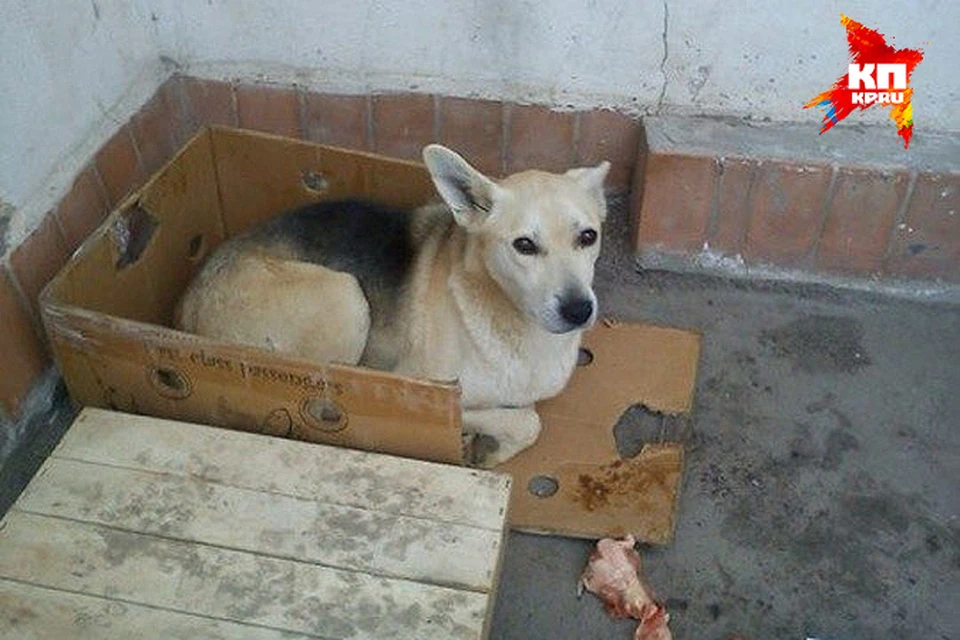 Хозяин пса скончался рядом с рынком, а пес остался его ждать на том же месте. Фото: «Голос друга»