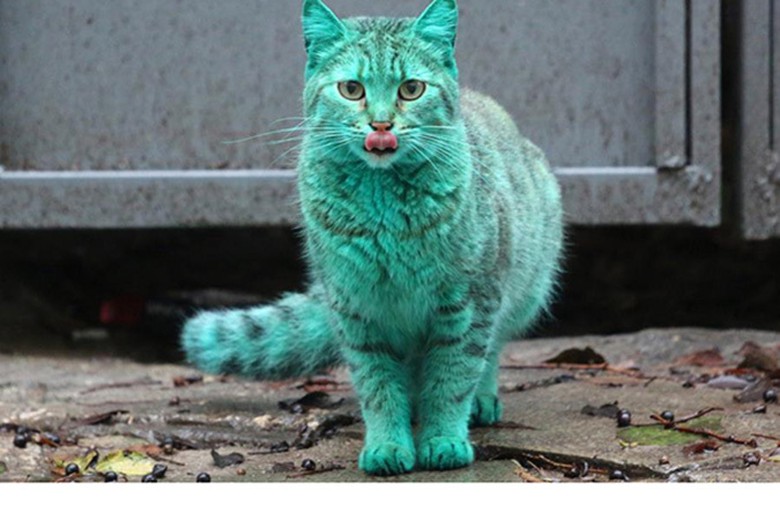 Зеленая Кошка Фото