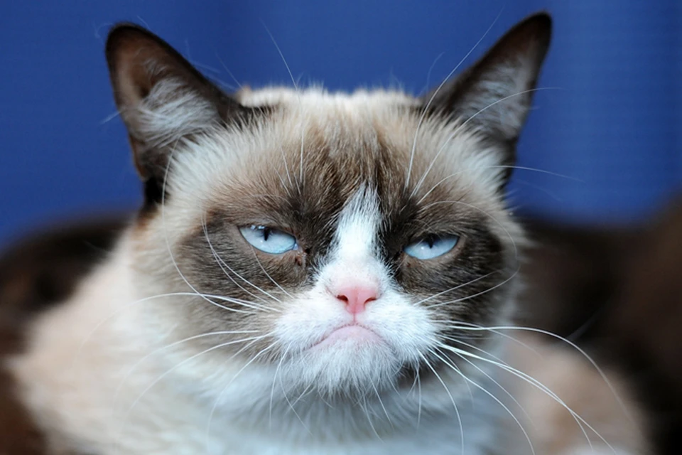 Самый угрюмый кот планеты Grumpy Cat зарабатывает больше, чем большинство голливудских знаменитостей.