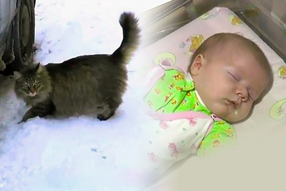 В Подмосковье кошка несколько часов согревала малыша, подброшенного в подъезд. Фото: Телеканал 360