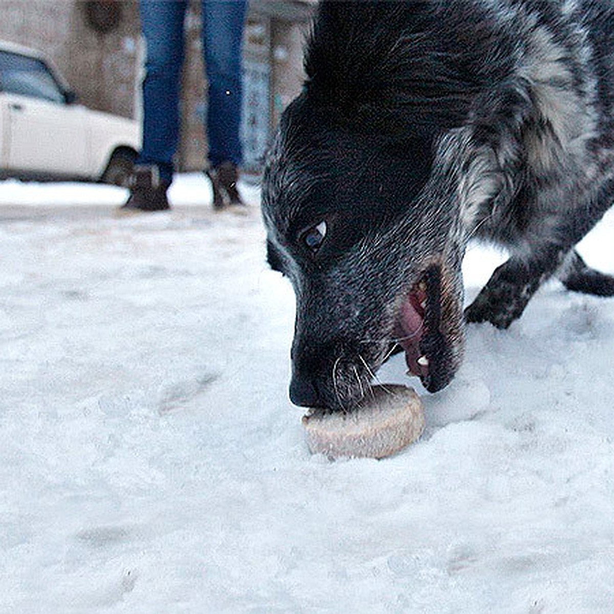 Отравление собак догхантерами