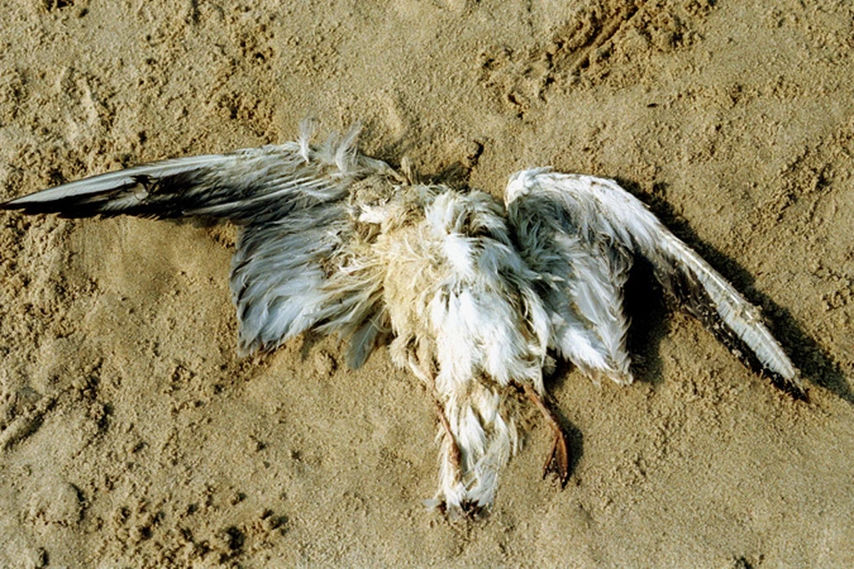 Эту птицу (на фото вверху) погубили сточные воды в Калининградской области