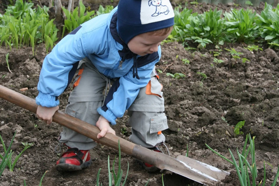 Работа с лопатой полезна не только для урожая. Фото: из архива "КП".