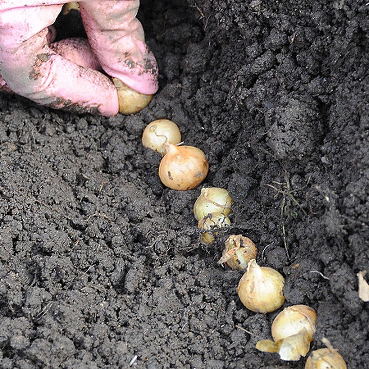 Когда можно посадить луковицы. Как сажать лук.