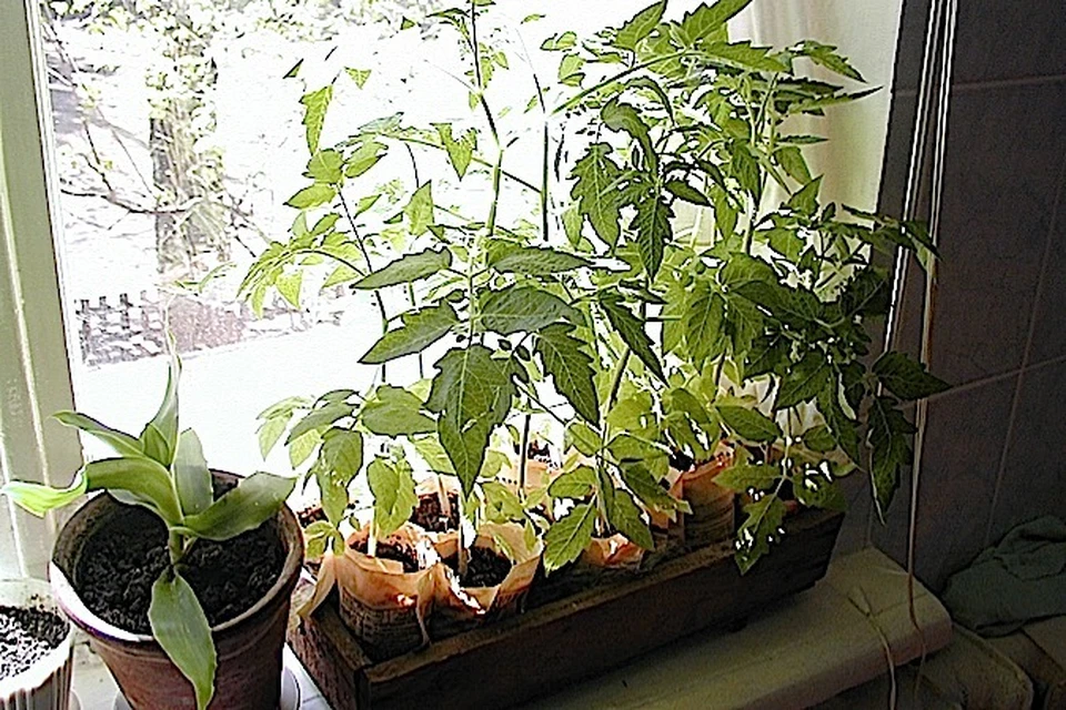 В открытый грунт томаты начинают высаживать только в конце мая - начале июня, когда температура земли и воздуха стабилизируется.