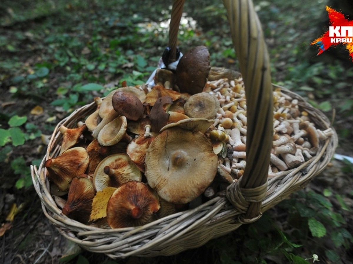 Снилось что ела грибы. Тихая охота грибы 2022 Пермский край. Грибы которые произрастают на Кубани. Грибы ХМАО. Много грибов в лесу.