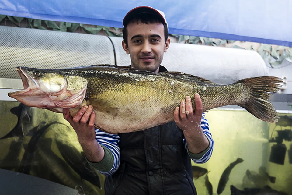 Сложно быть рыбой. Рыба трудно. Щука крупная цена на Дорогомиловском рынке.