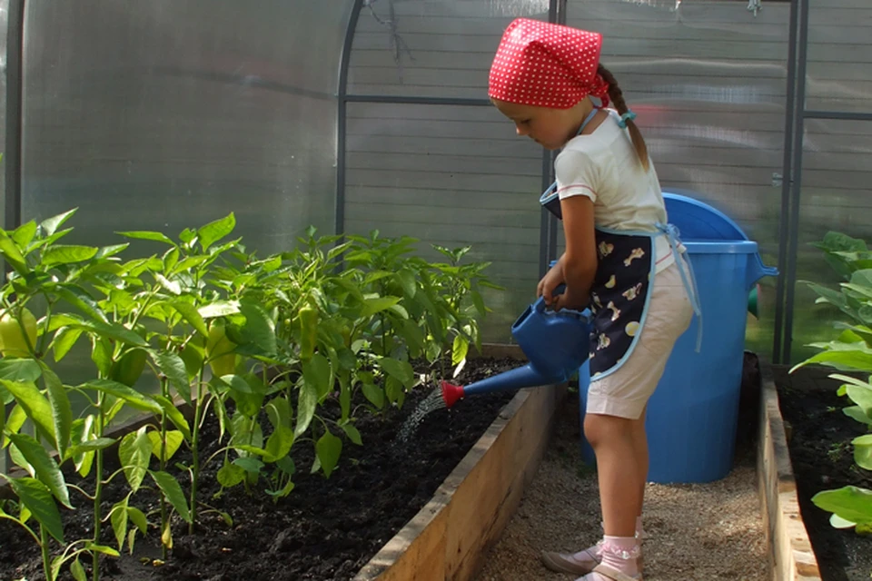 Челябинские детсадовцы сами выращивают овощи и целебные травы. Фото: предоставлено коллективом ДС №453