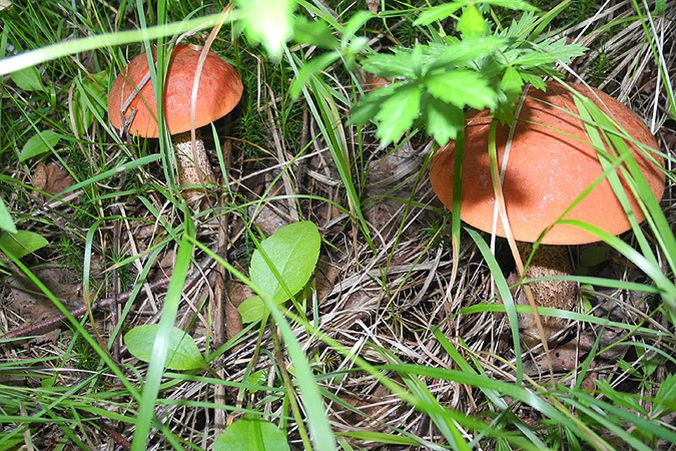 С грибами в этом году всё просто прекрасно - из леса с пустой корзинкой не вернётесь!