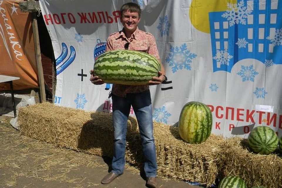 На Ставрополье вырастили арбуз в 40 кг. Фото: Минсельхоз края.