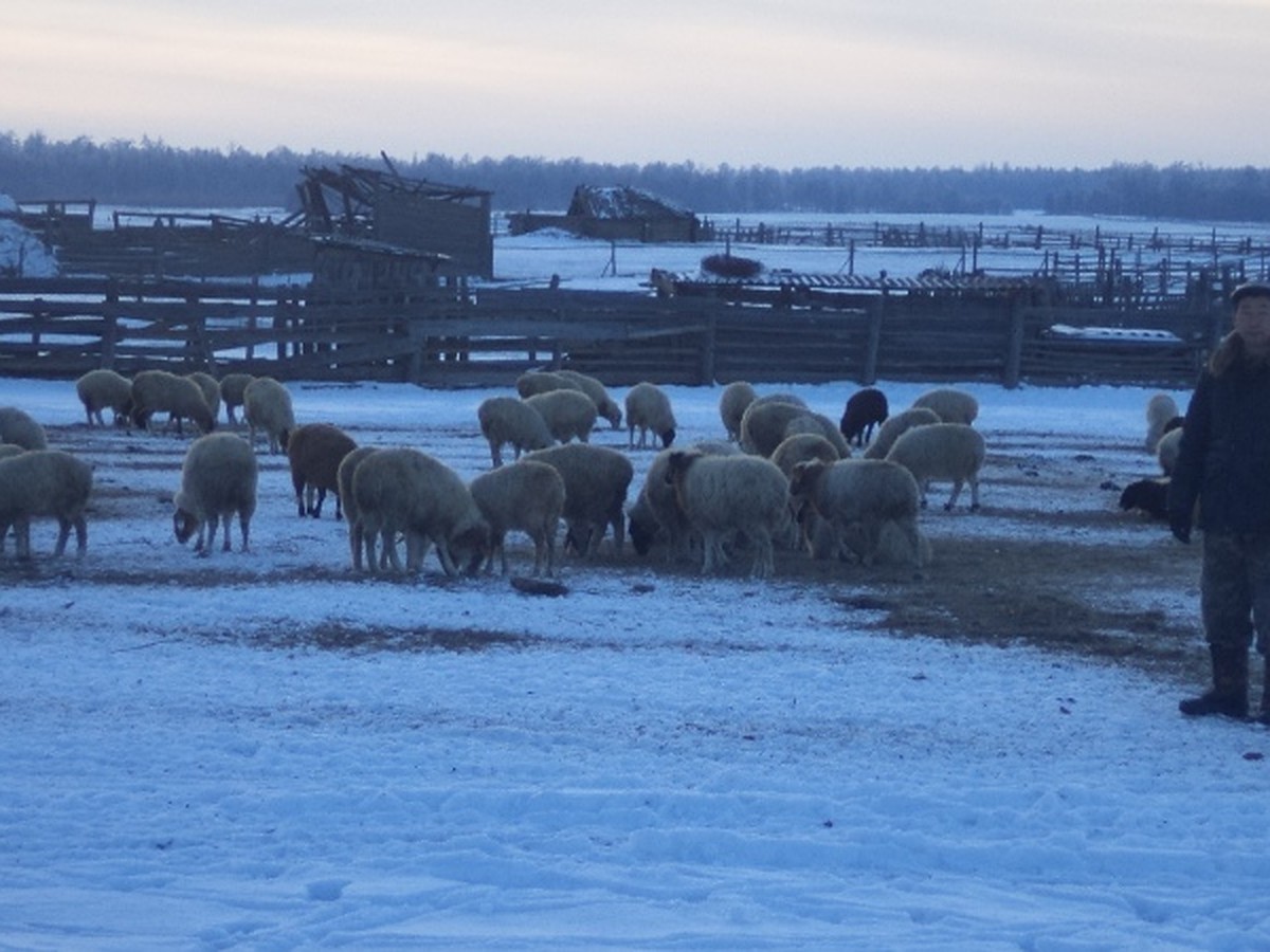 Зимний выпас овец