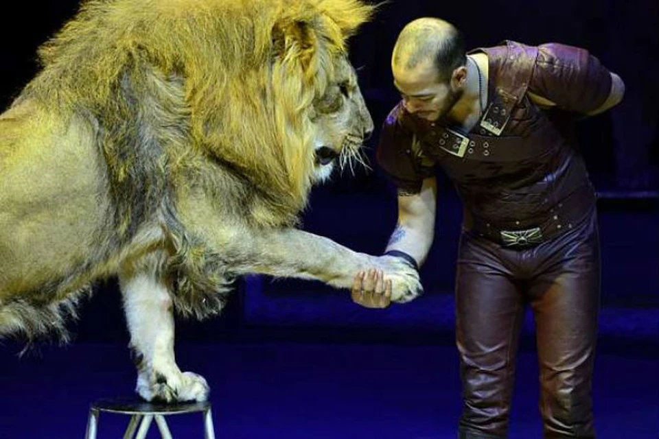 ФОТО: circus-avtovo.ru