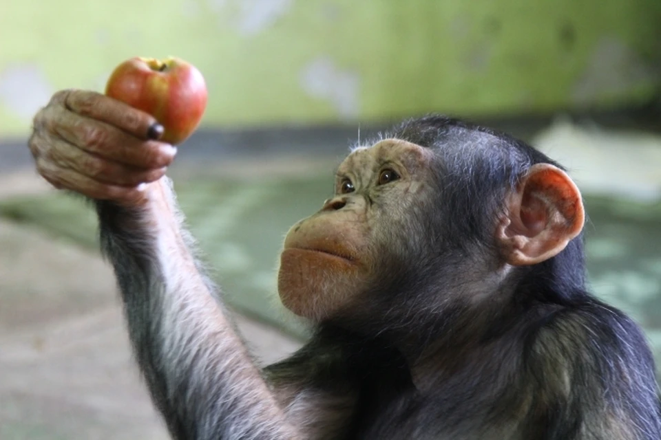 Будущий год по восточному календарю - Красной обезьяны. Фото: Ростовский зоопарк.
