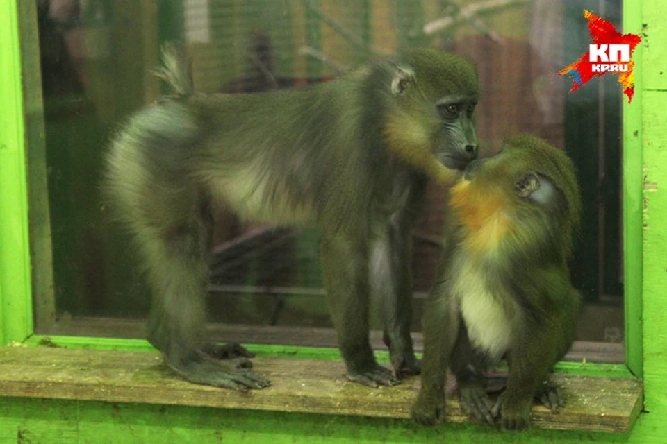 Накануне Нового года в зоогалерее две пары обезьян сыграли свадьбу