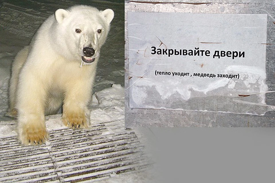 Игры с белыми медведями в Арктике смертельно опасны, так как для зверя человек всегда представляет собой добычу - белковую еду