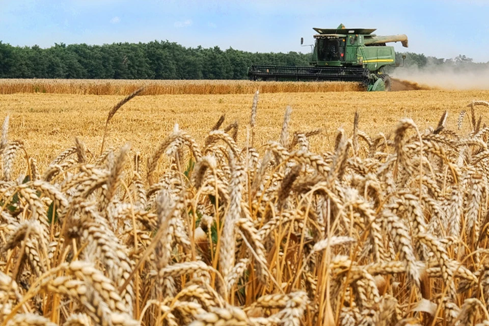 В наступившем году Россия может стать крупнейшим в мире продавцом пшеницы, обогнав Канаду и США.