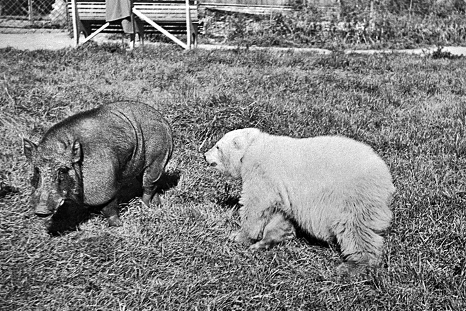 В архиве это фото подписано так: «Белый медведь и бегемот на площадке молодняка. 1 июня 1950 г.». Автор не указан. В каком зоопарке снято - не говорится... Не напоминает ли вам этот черно-белый сюжет красочные репортажи о трогательной дружбе тигра Амура и козла Тимура в Приморском сафари-парке?