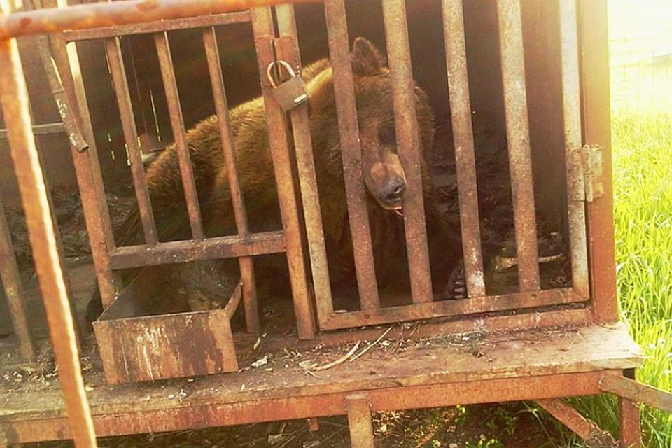 Дикого медведя привезли из тайги медвежонком и несколько лет держали в клетке "для престижа"