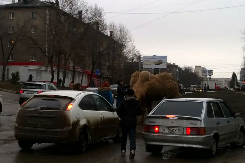 Фото: Андрей Сурков