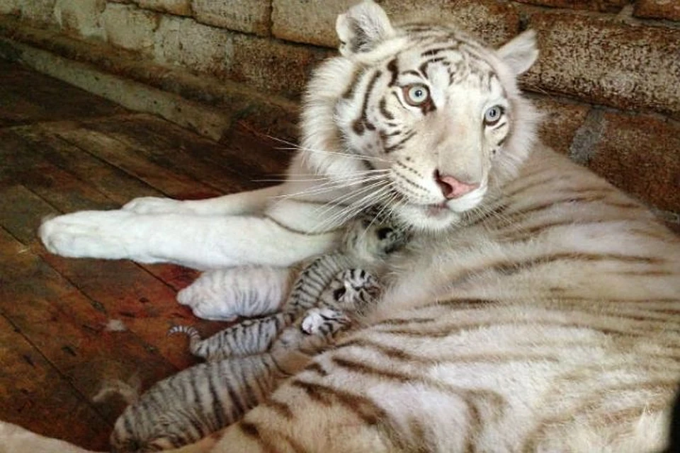 Тигрица, подаренная ялтинскому зоопарку Юлией Тимошенко, оказалась очень плодовитой.  Фото: Олега Зубкова