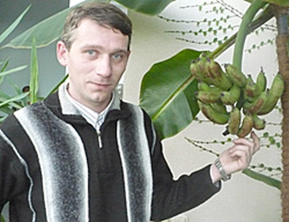 Научный сотрудник Сада Василий Фесенко: "Плоды поспеют как раз к Новому году".