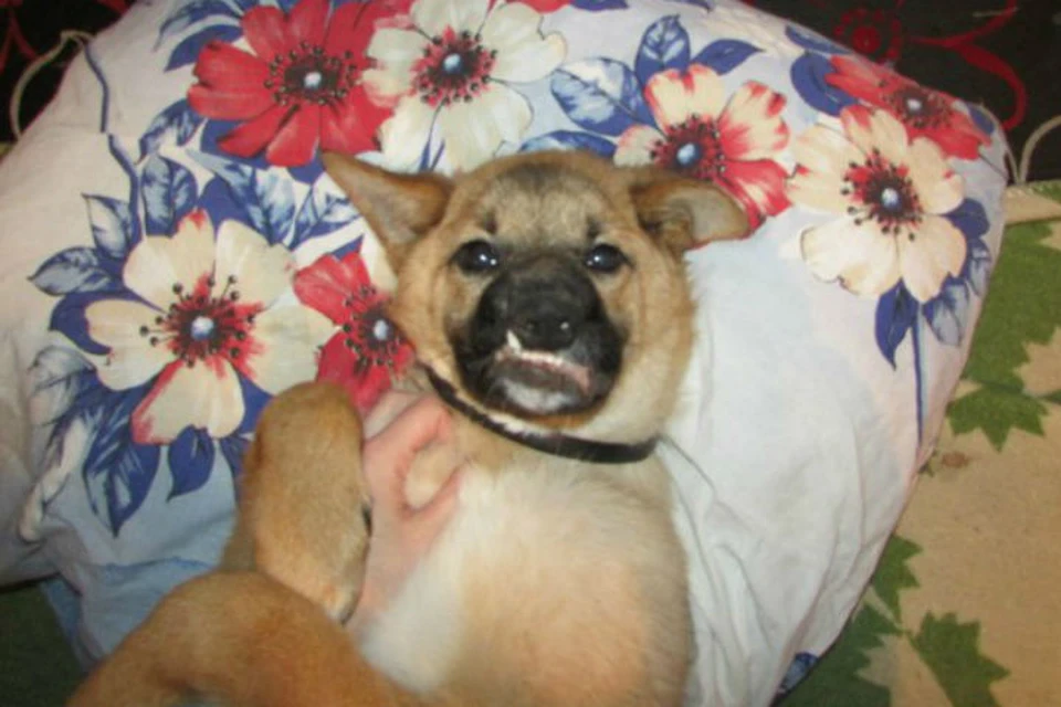 Чупа ищет дом и самого любящего хозяина Фото: Общество защиты животных "Белый клык"