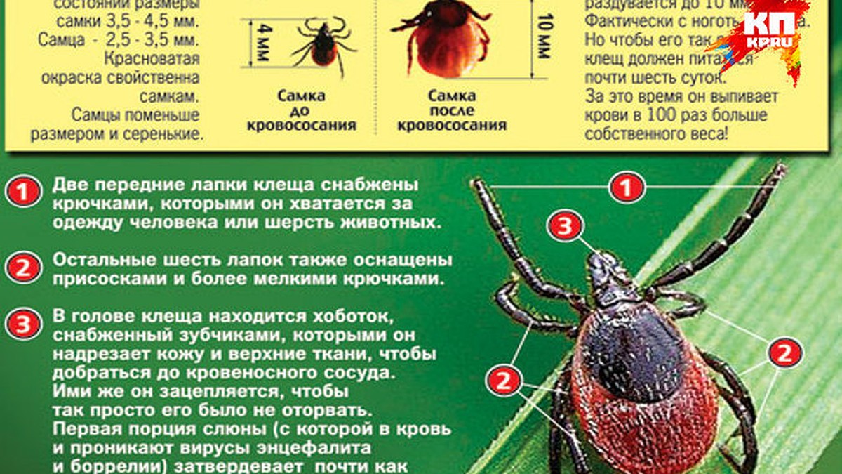 Как не попасть клещу на зубок в Тверской области - KP.RU