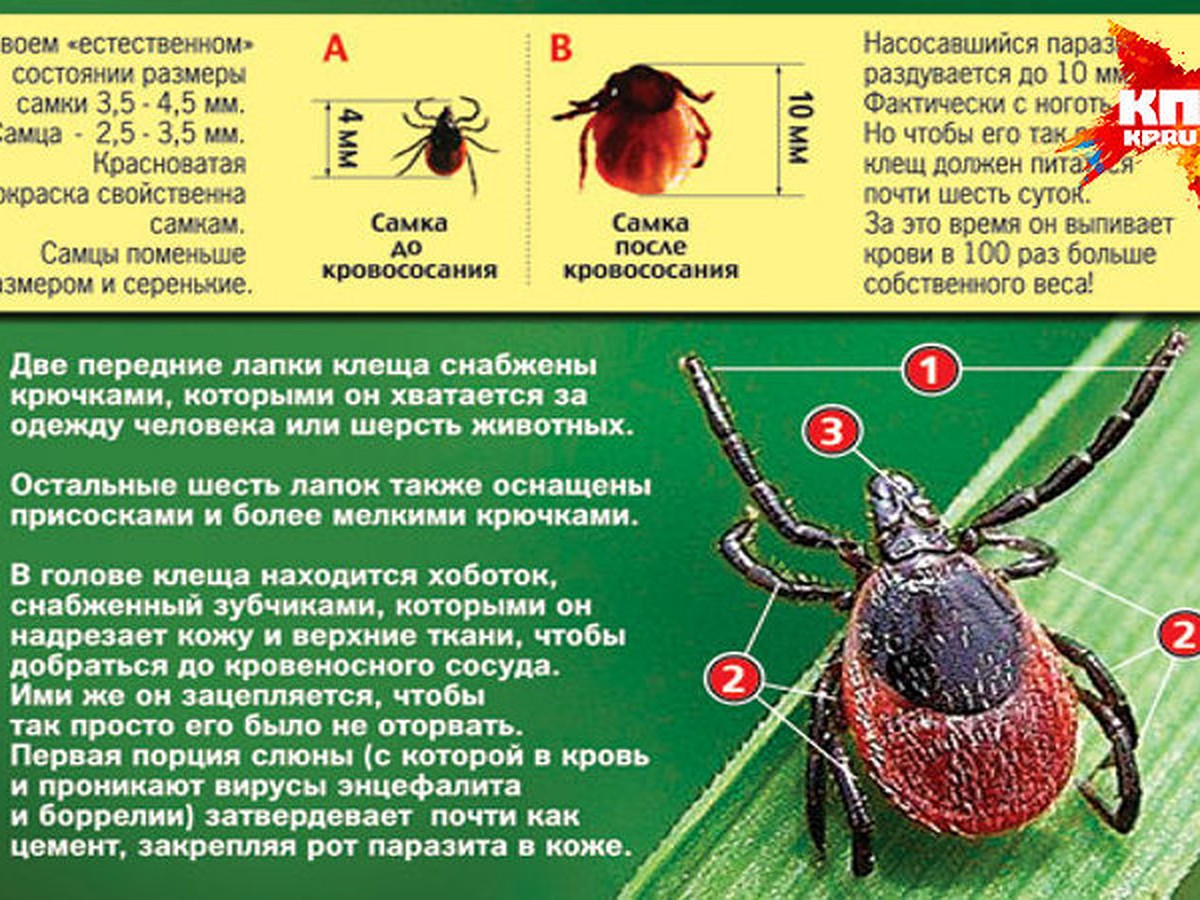 Как не попасть клещу на зубок в Тверской области - KP.RU