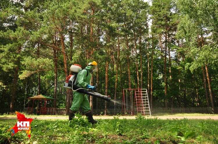 Полторы тысячи сибиряков покусали клещи за неделю