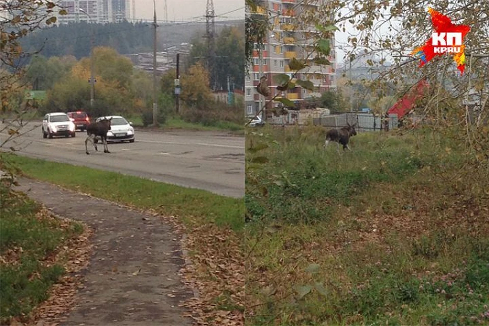В прошлом году лосей замечали не только на трассе, но и на городских дорогах. Фото: Ваня Семёнов