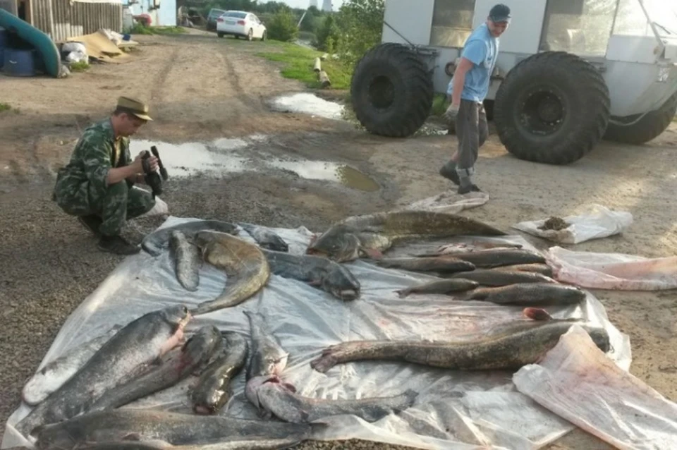 Сом на водохранилище. Сом в Астраханской области. 2 Астраханский браконьера.