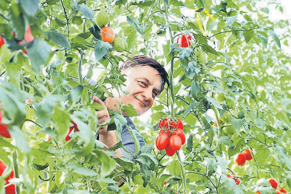 Андрей Туманов: - Самые вкусные помидоры - те, что налились силой прямо на кусте! Фото: facebook.com