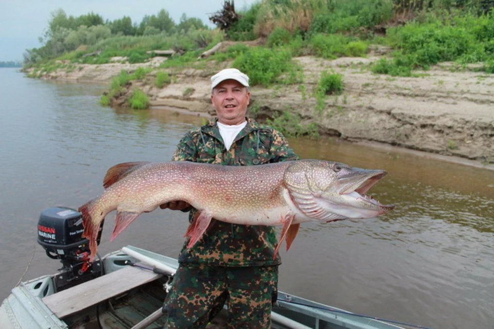 Такого «зверя» новосибирец выловил у села Парабель. Фото: www.fishingsib.ru