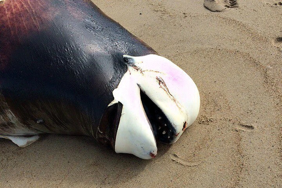 Причину гибели кита установят специалисты. Фото: Ольга Шатунова