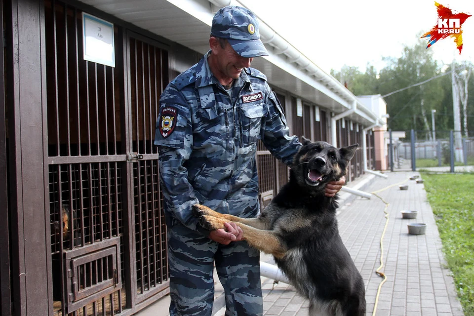 Овчарка по кличке Флай работает в нижегородской полиции.