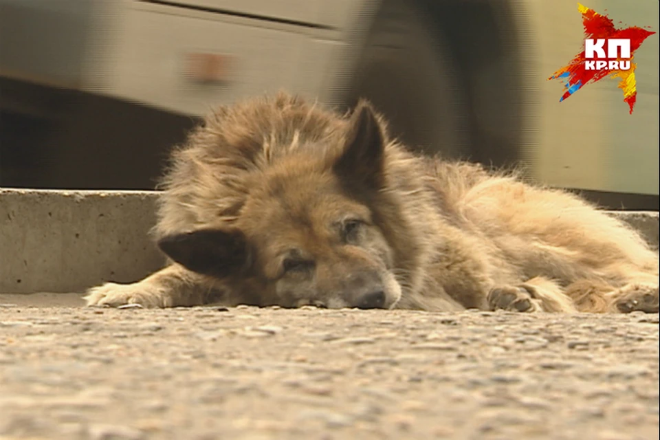 Собака скончалась от травм, попав под колеса машины