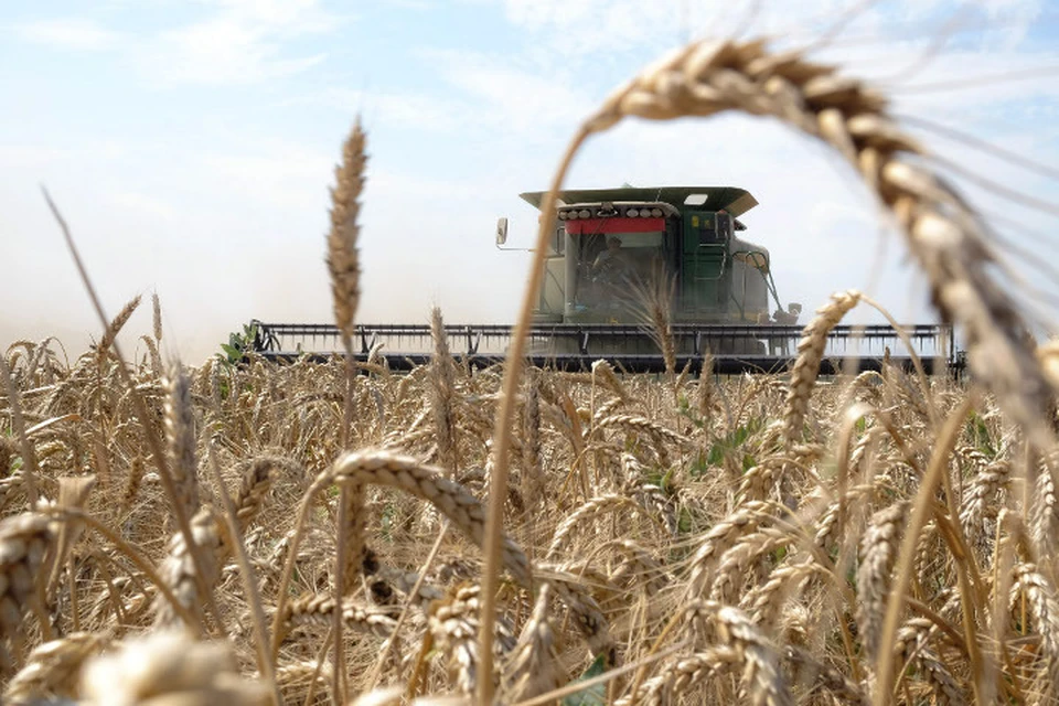 Россия может стать мировым лидером по экспорту пшеницы