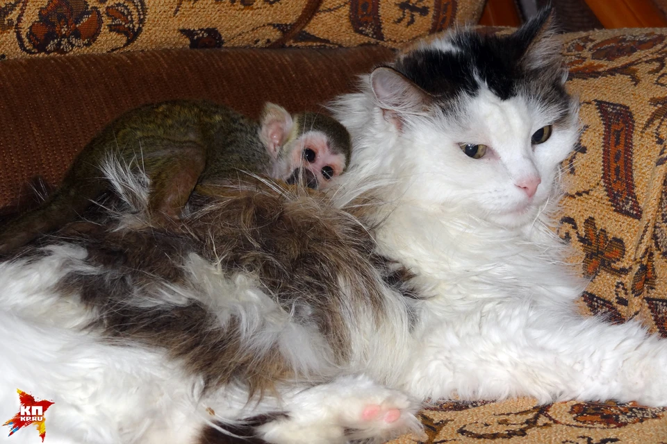 Кошка Росинка из Тюмени, «усыновившая» детеныша обезьяны, стала мировой знаменитостью.