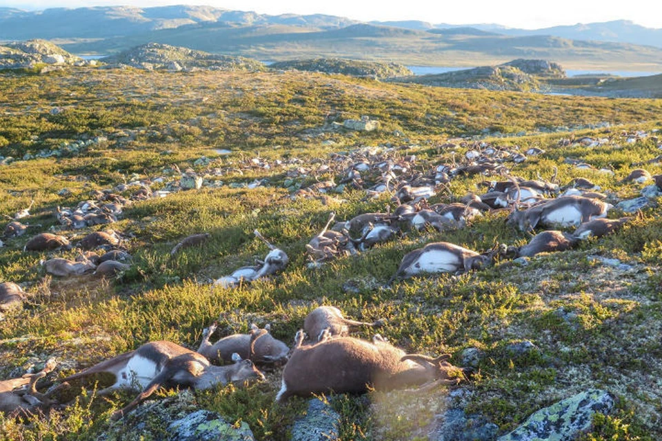 Почти все 323 оленя погибли моментально от остановки сердца. Фото: Reuters.com