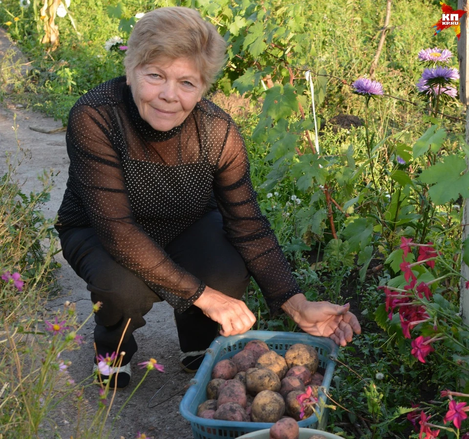 Нина Алексеевна сажает картошку по такой технологии много лет.