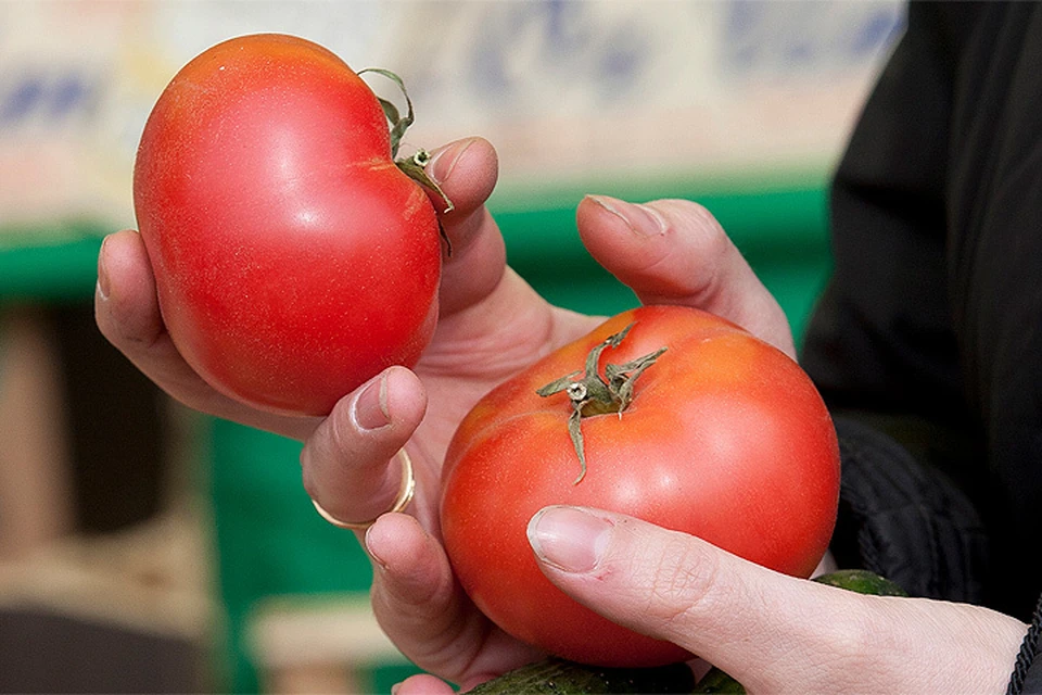 Почему помидоры красные. Помидоры в холодильнике. Гибриды помидор безвкусные. Помидор в руке. Томаты в рукавах.