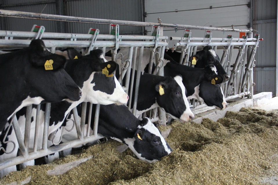 Надои в липецкой агрофирме «Трио» около 10 тыс. кг на одну корову.