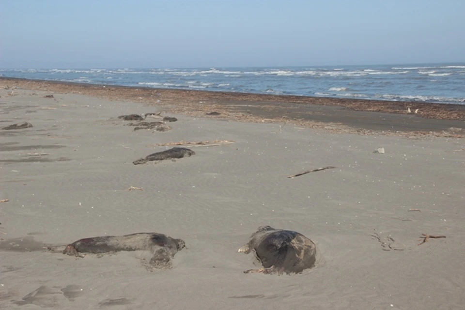 Фото с места гибели тюленей. Фото: http://www.mprdag.ru/
