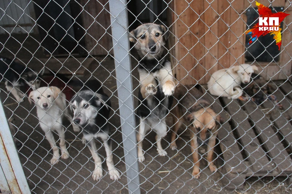 В приюте скончались семь узников собачьего концлагеря в Нижнем.