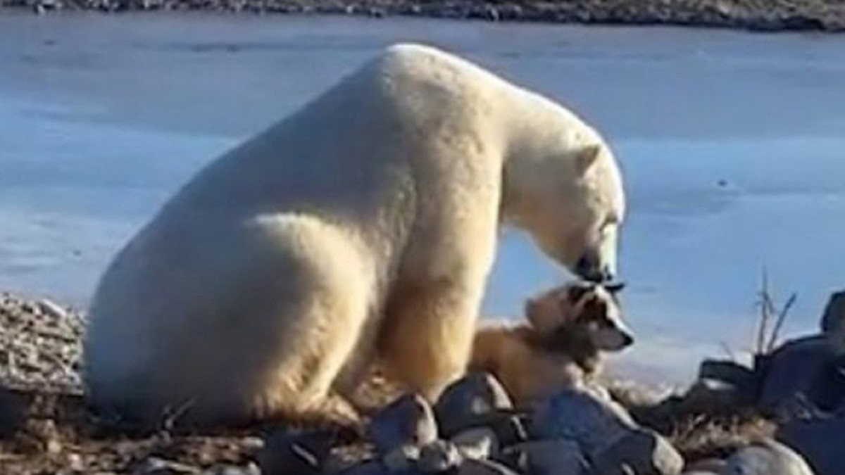 Туристы сняли на видео самого доброго белого медведя в мире - KP.RU