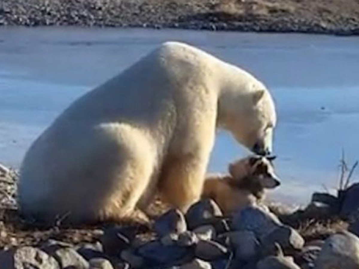 Туристы сняли на видео самого доброго белого медведя в мире - KP.RU