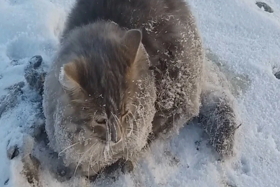 Бедняга проснулся в ледяных оковах. Видео пользователя Youtube Сергея Баранова