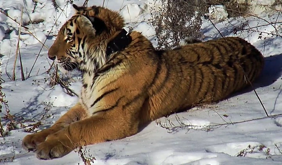 По соседству с вольером Владика обитает тигрица Филиппа, спасенная в декабре 2015.