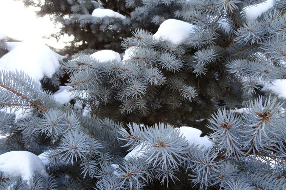 Власти Ярково срубили новогоднюю елку у пенсионерки