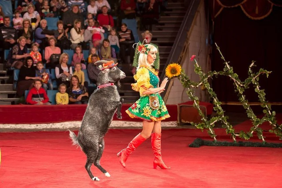 Фото: Казанский цирк